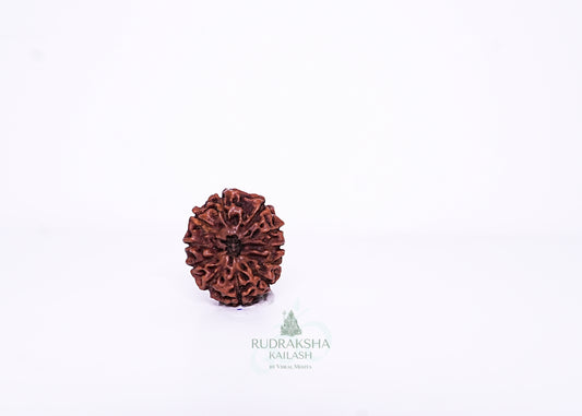 11 Mukhi Indonesian Rudraksha - 1104