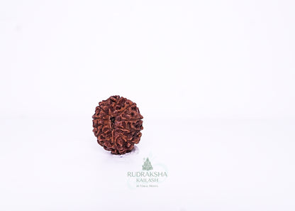 11 Mukhi Indonesian Rudraksha - 1104