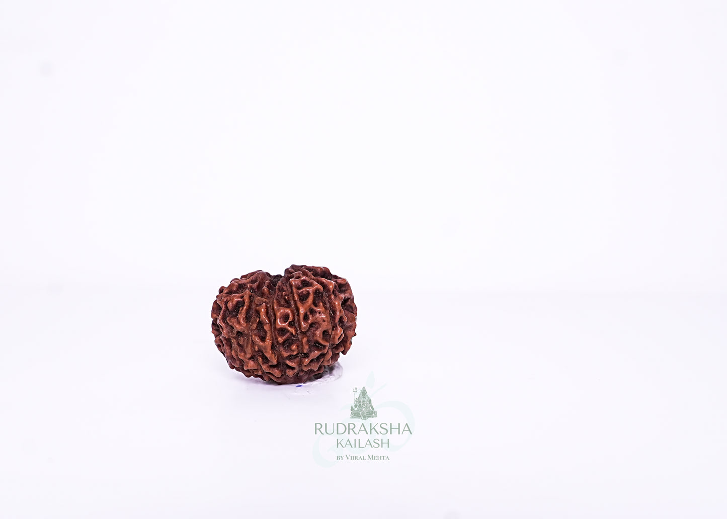 11 Mukhi Indonesian Rudraksha - 1104
