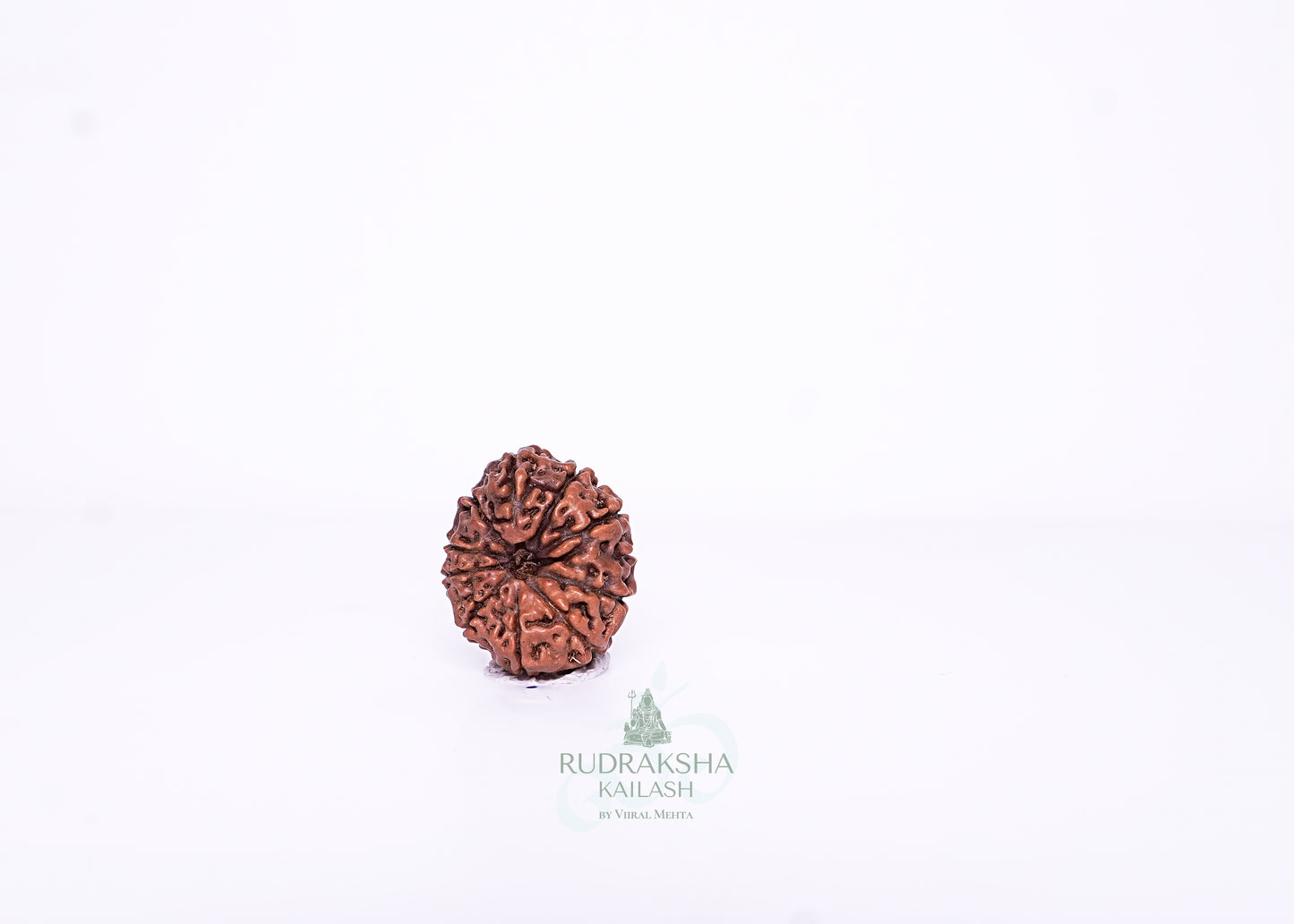 11 Mukhi Indonesian Rudraksha - 1105