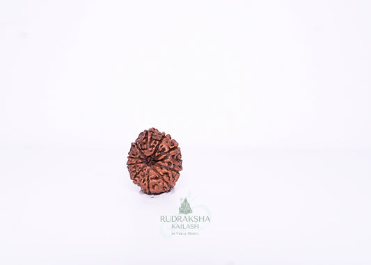 11 Mukhi Indonesian Rudraksha - 1105