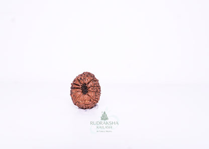 11 Mukhi Indonesian Rudraksha - 1105