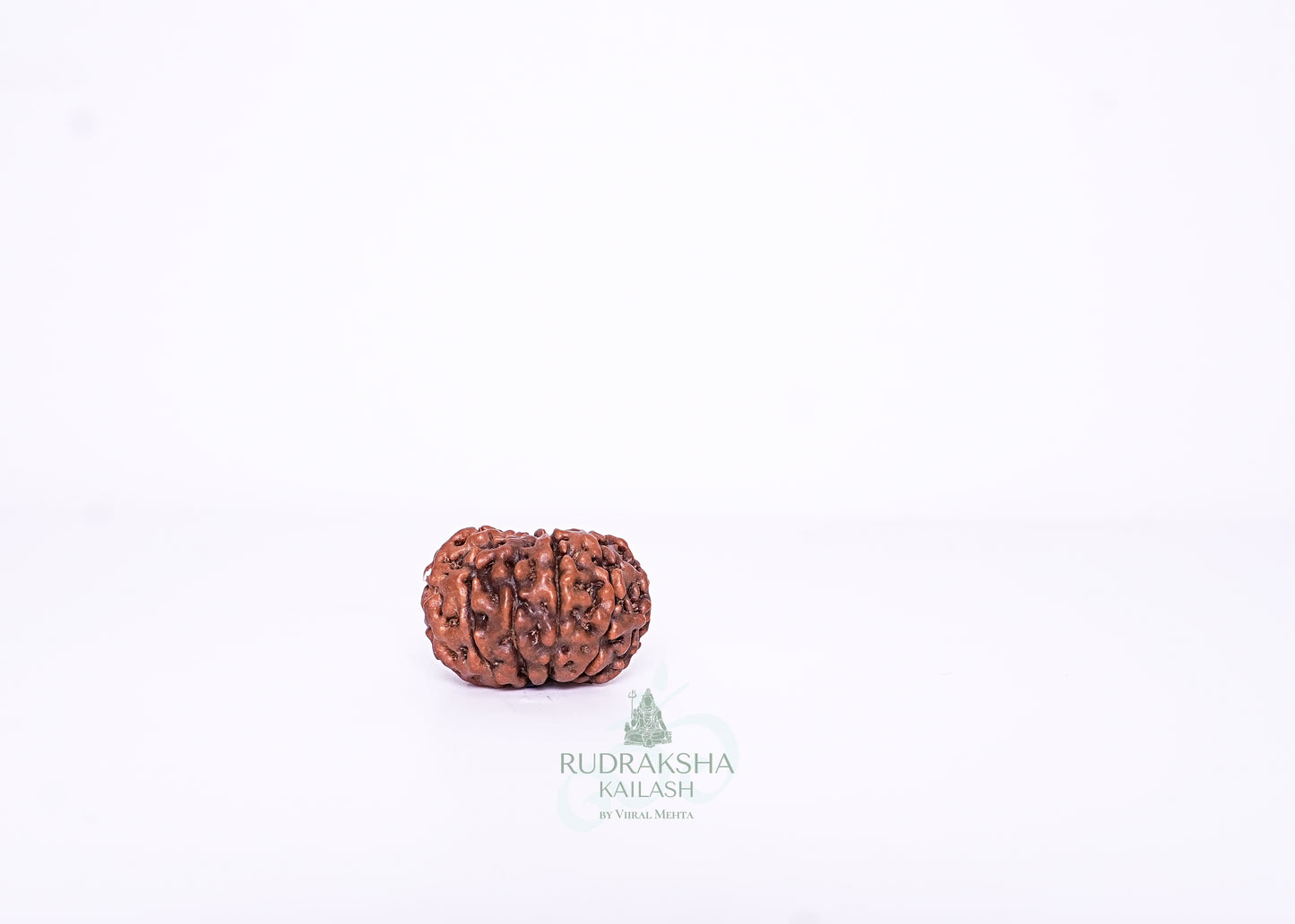 11 Mukhi Indonesian Rudraksha - 1105