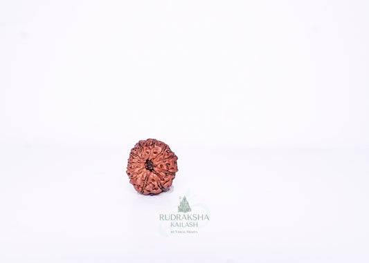11 Mukhi Indonesian Rudraksha - 1106