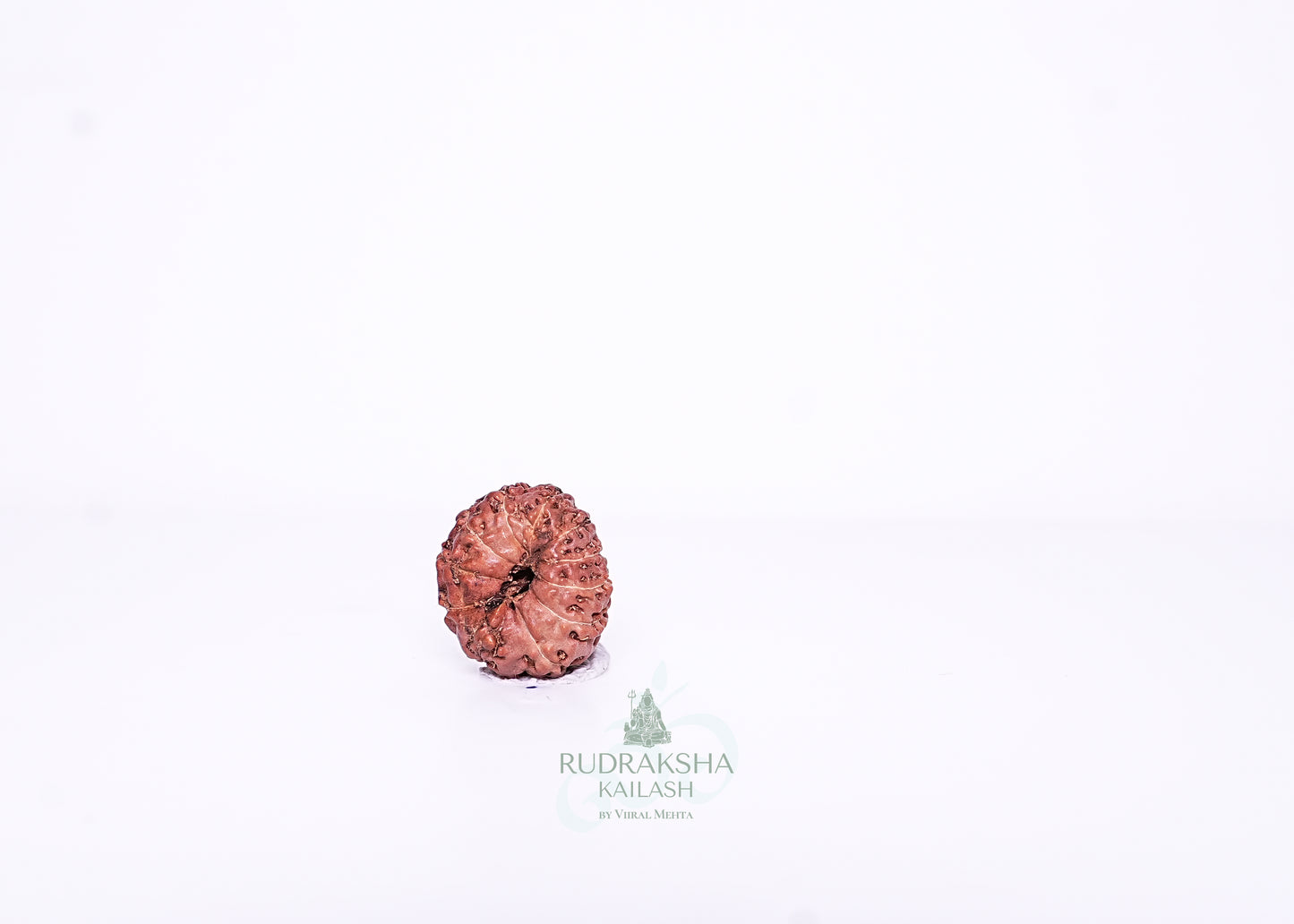 11 Mukhi Indonesian Rudraksha - 1106