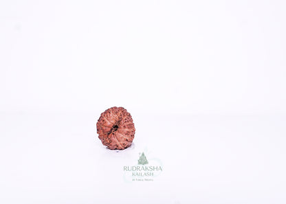 11 Mukhi Indonesian Rudraksha - 1106
