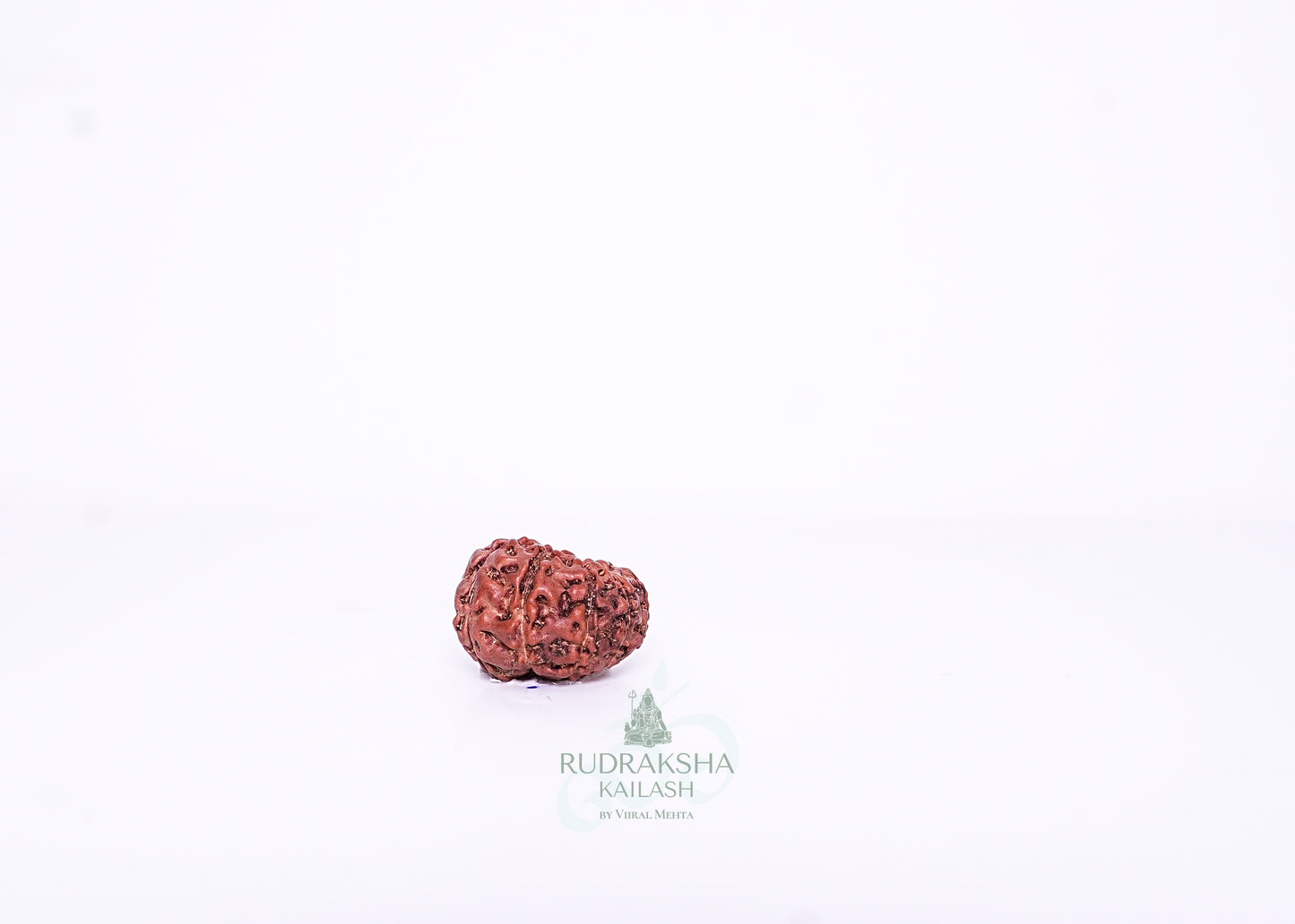 11 Mukhi Indonesian Rudraksha - 1106