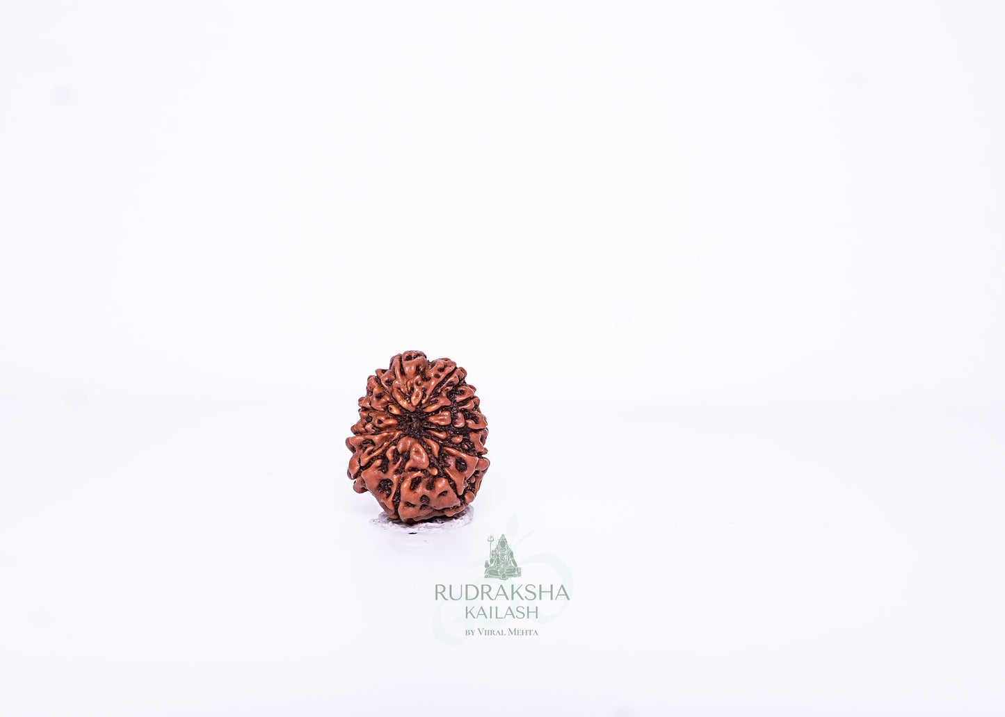 11 Mukhi Indonesian Rudraksha - 1107
