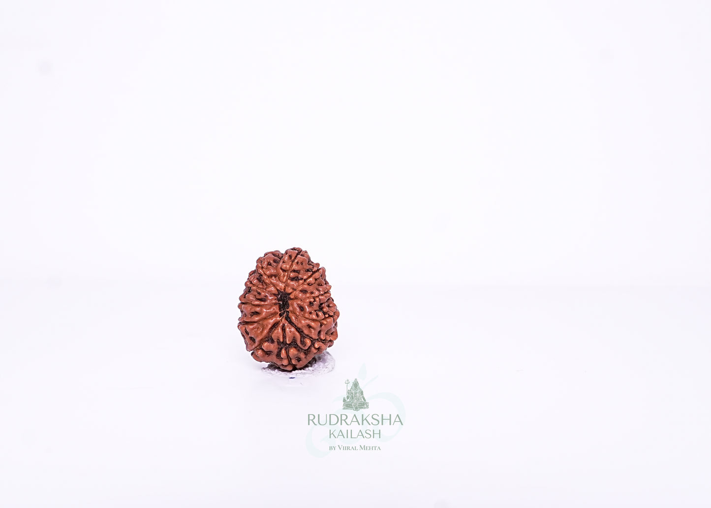 11 Mukhi Indonesian Rudraksha - 1107