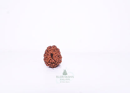 11 Mukhi Indonesian Rudraksha - 1107