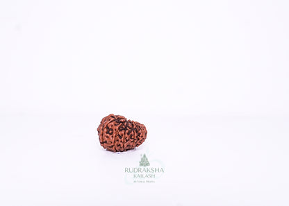 11 Mukhi Indonesian Rudraksha - 1107