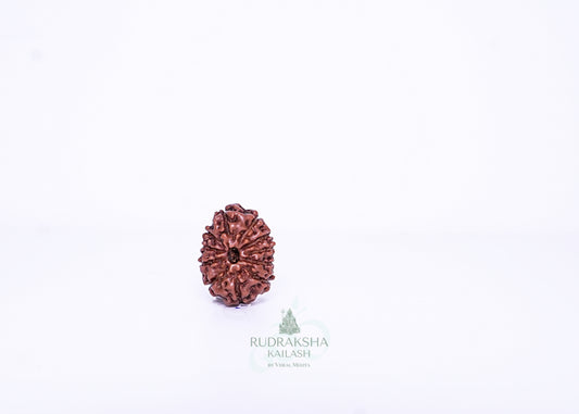 11 Mukhi Indonesian Rudraksha - 1108