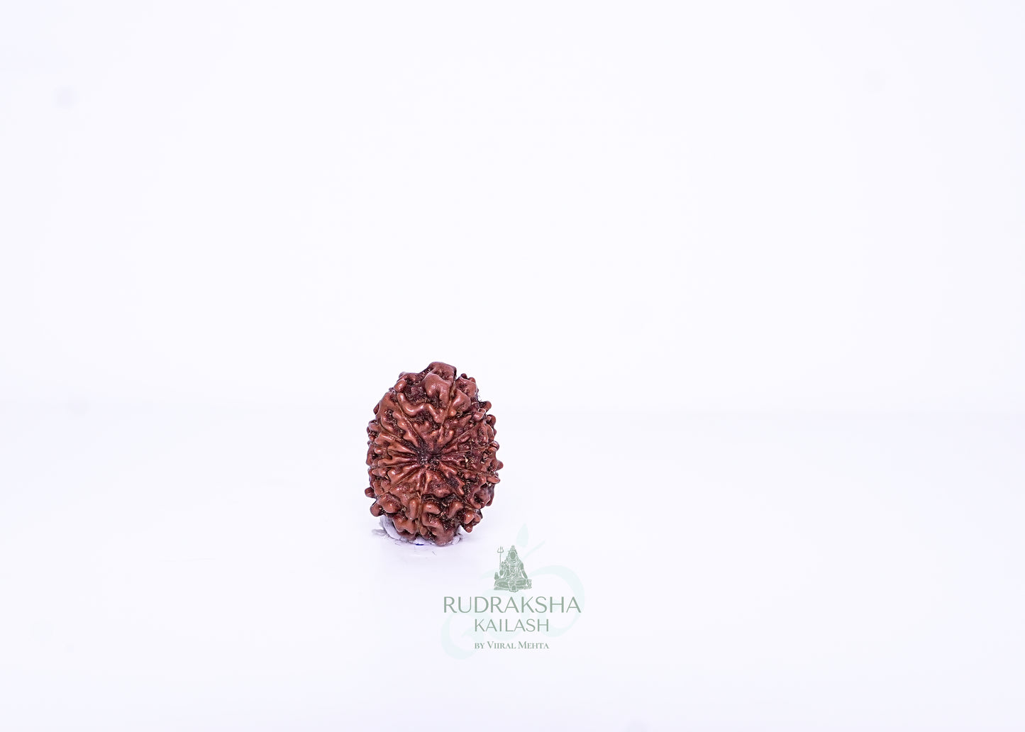 11 Mukhi Indonesian Rudraksha - 1108