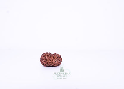 11 Mukhi Indonesian Rudraksha - 1108