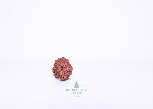 11 Mukhi Indonesian Rudraksha - 1109