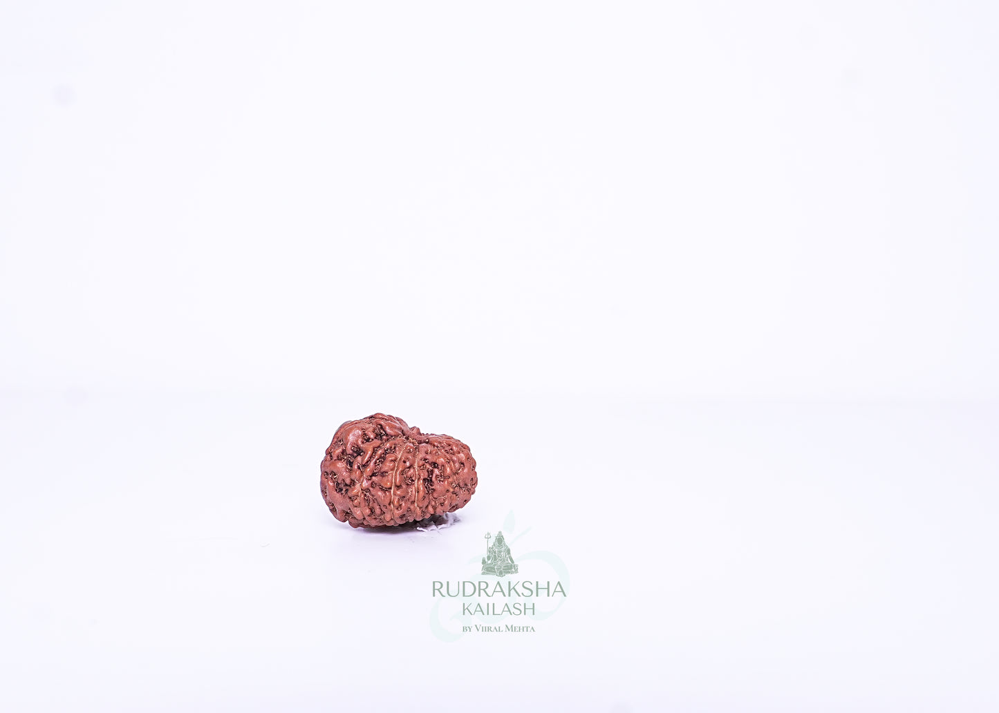 11 Mukhi Indonesian Rudraksha - 1109