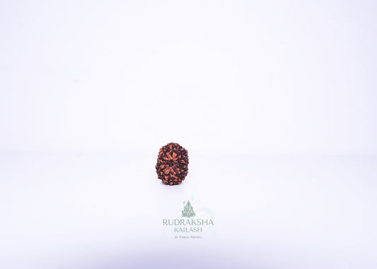 11 Mukhi Indonesian Rudraksha - 1111