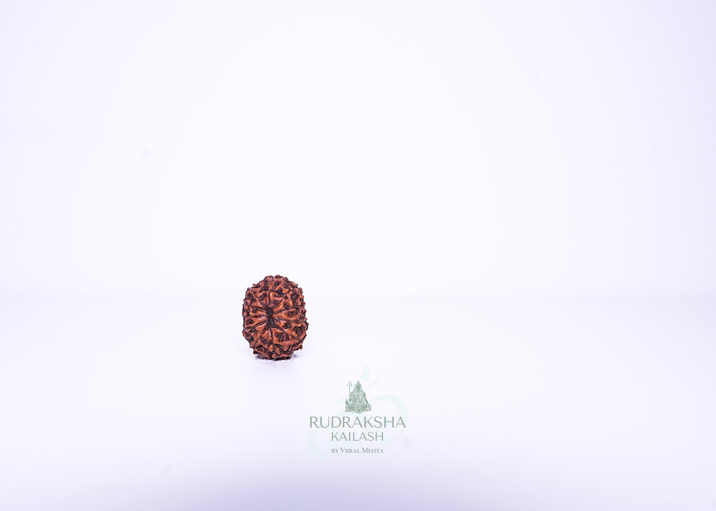 11 Mukhi Indonesian Rudraksha - 1111
