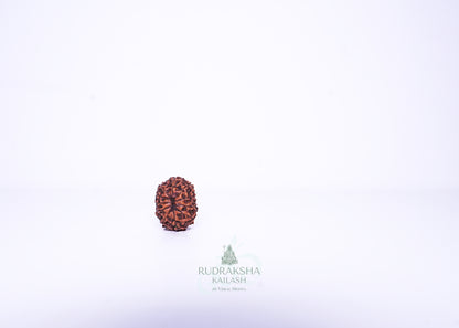 11 Mukhi Indonesian Rudraksha - 1111
