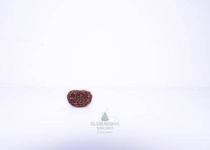 11 Mukhi Indonesian Rudraksha - 1111