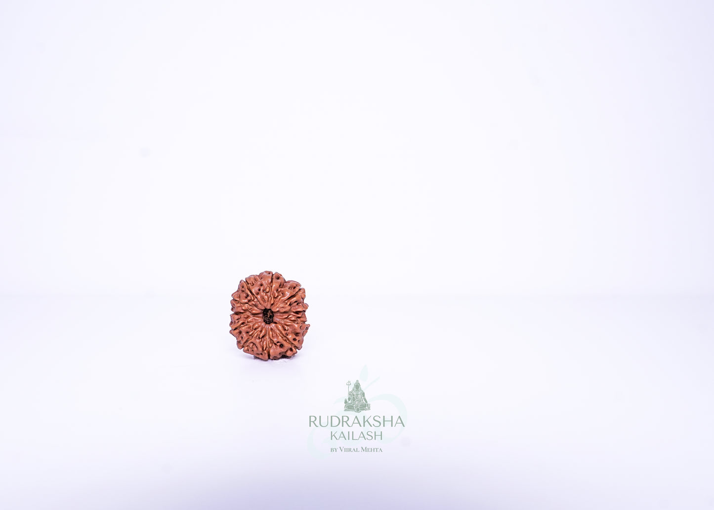 11 Mukhi Indonesian Rudraksha - 1112