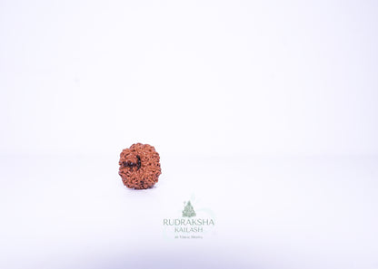 11 Mukhi Indonesian Rudraksha - 1112