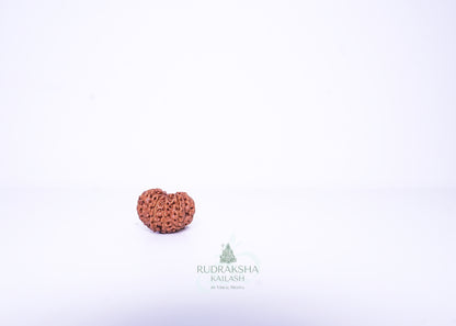 11 Mukhi Indonesian Rudraksha - 1112