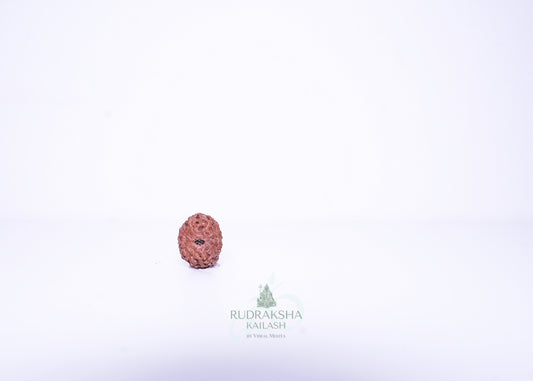 11 Mukhi Indonesian Rudraksha - 1113