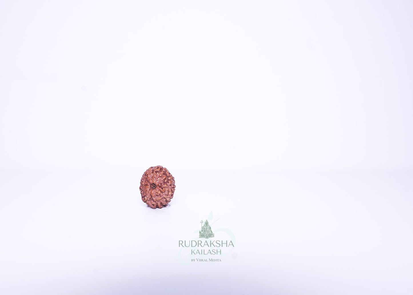 11 Mukhi Indonesian Rudraksha - 1113