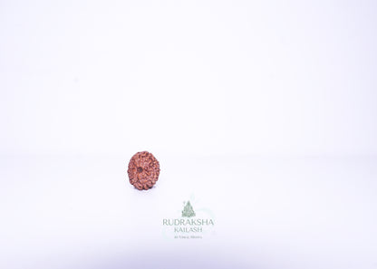11 Mukhi Indonesian Rudraksha - 1113