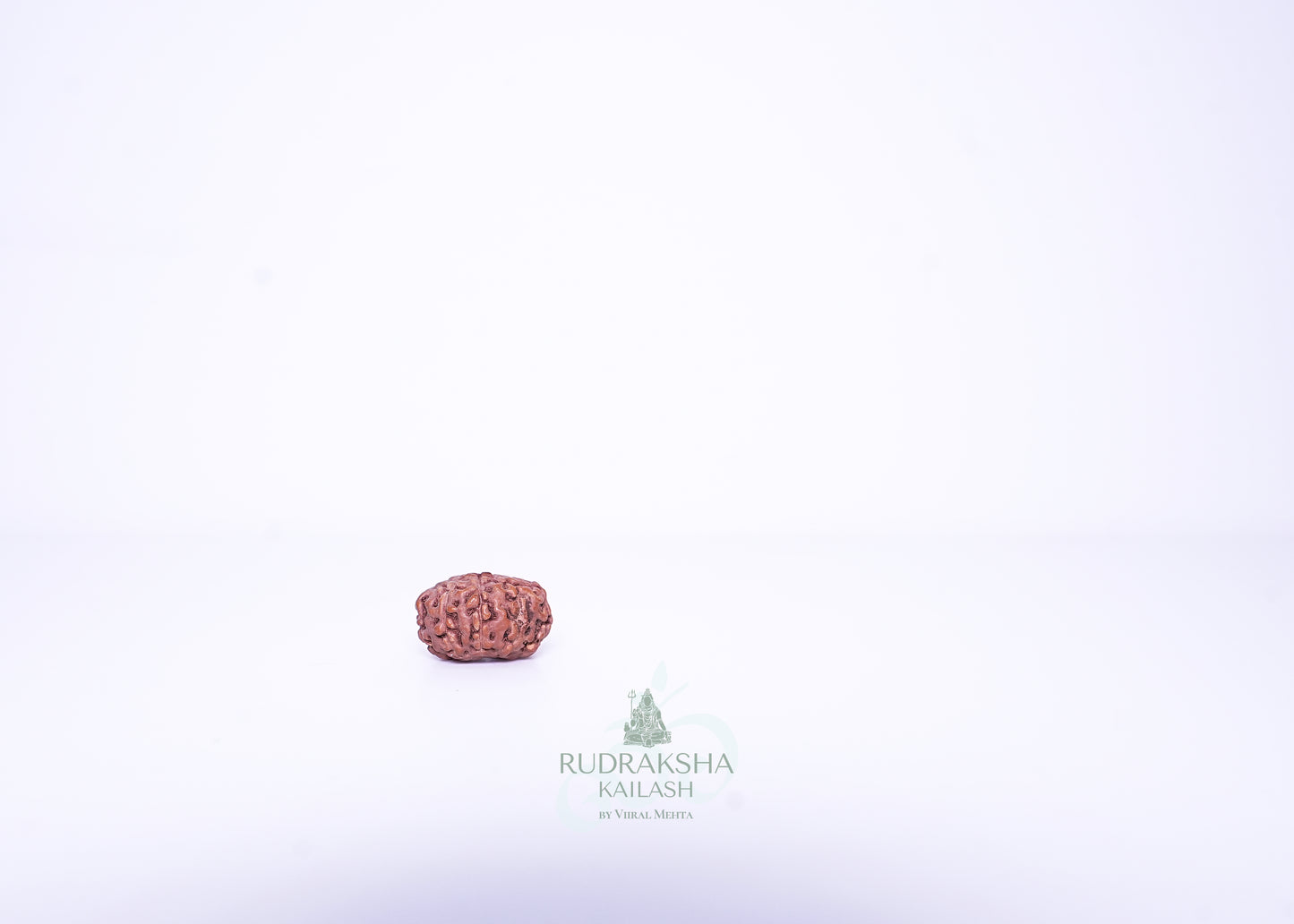 11 Mukhi Indonesian Rudraksha - 1113