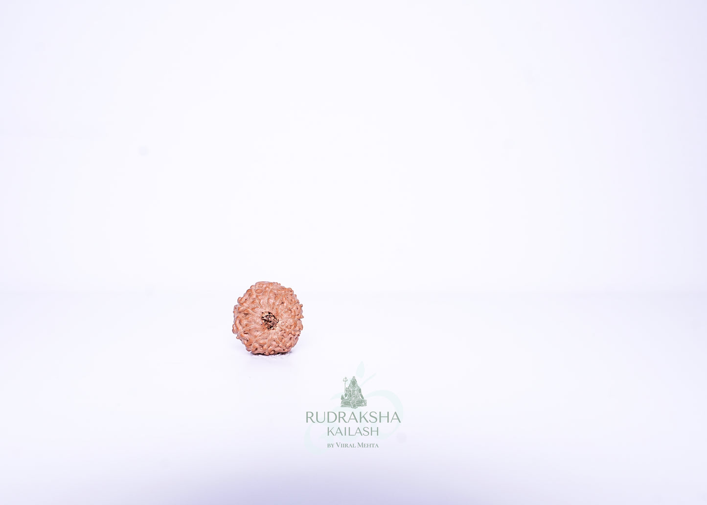 11 Mukhi Indonesian Rudraksha - 1114