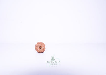 11 Mukhi Indonesian Rudraksha - 1114