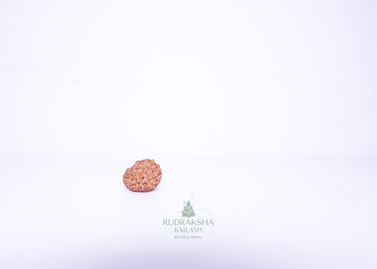 11 Mukhi Indonesian Rudraksha - 1114