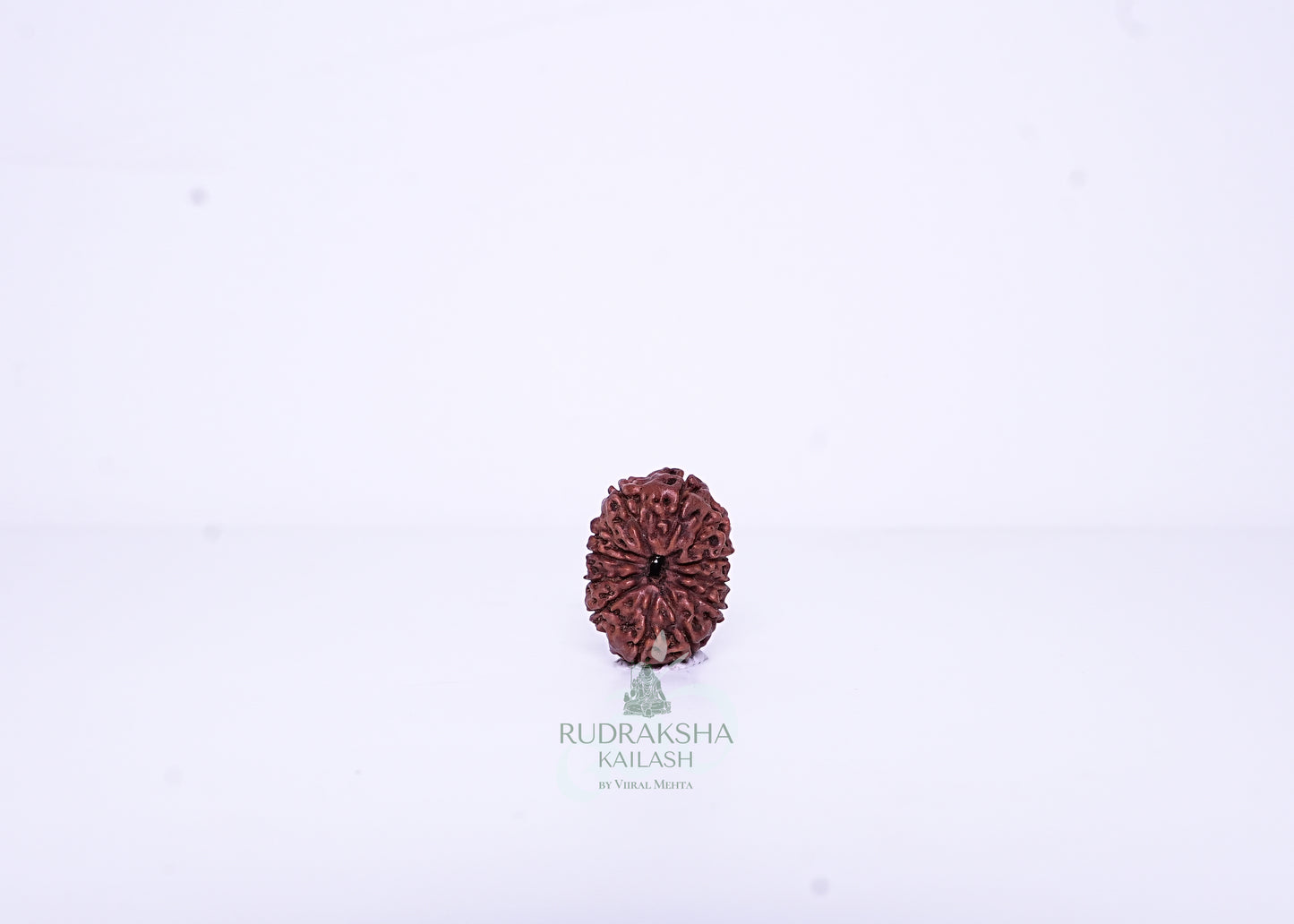 12 Mukhi Indonesian Rudraksha - 1201