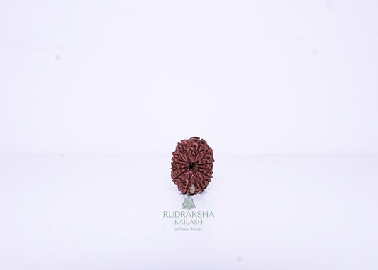 12 Mukhi Indonesian Rudraksha - 1201