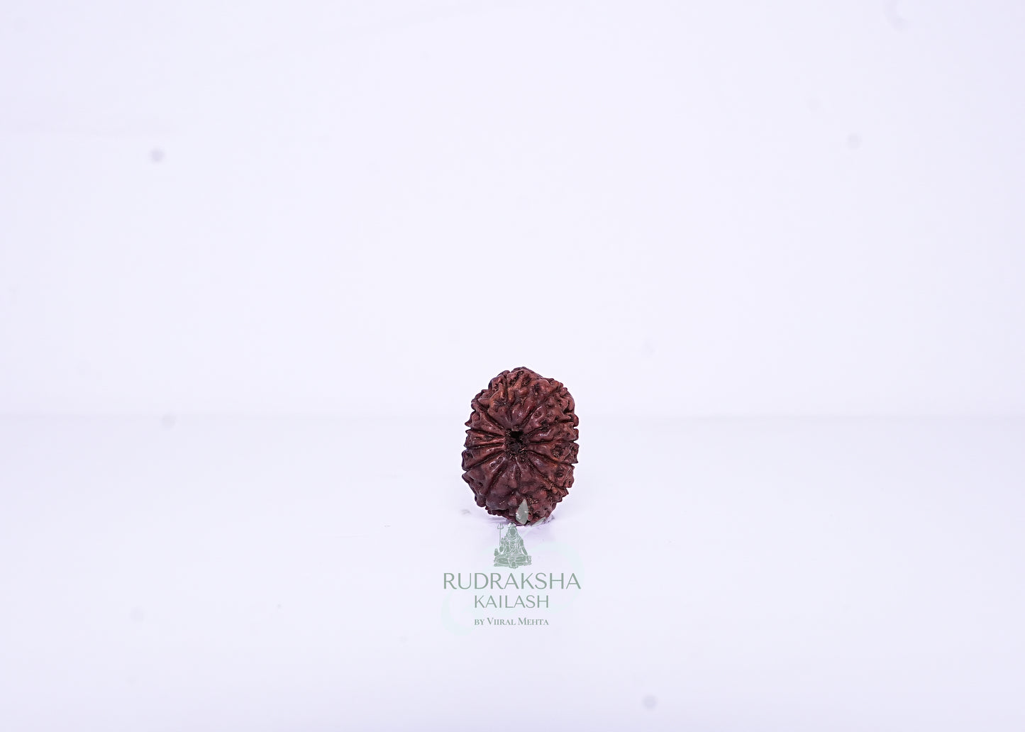 12 Mukhi Indonesian Rudraksha - 1201