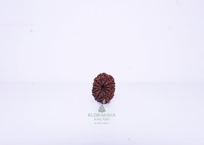 12 Mukhi Indonesian Rudraksha - 1201