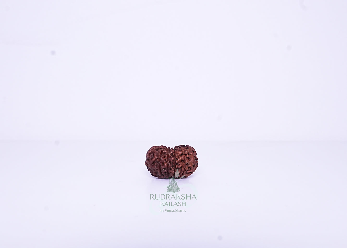 12 Mukhi Indonesian Rudraksha - 1201