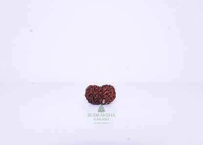12 Mukhi Indonesian Rudraksha - 1201
