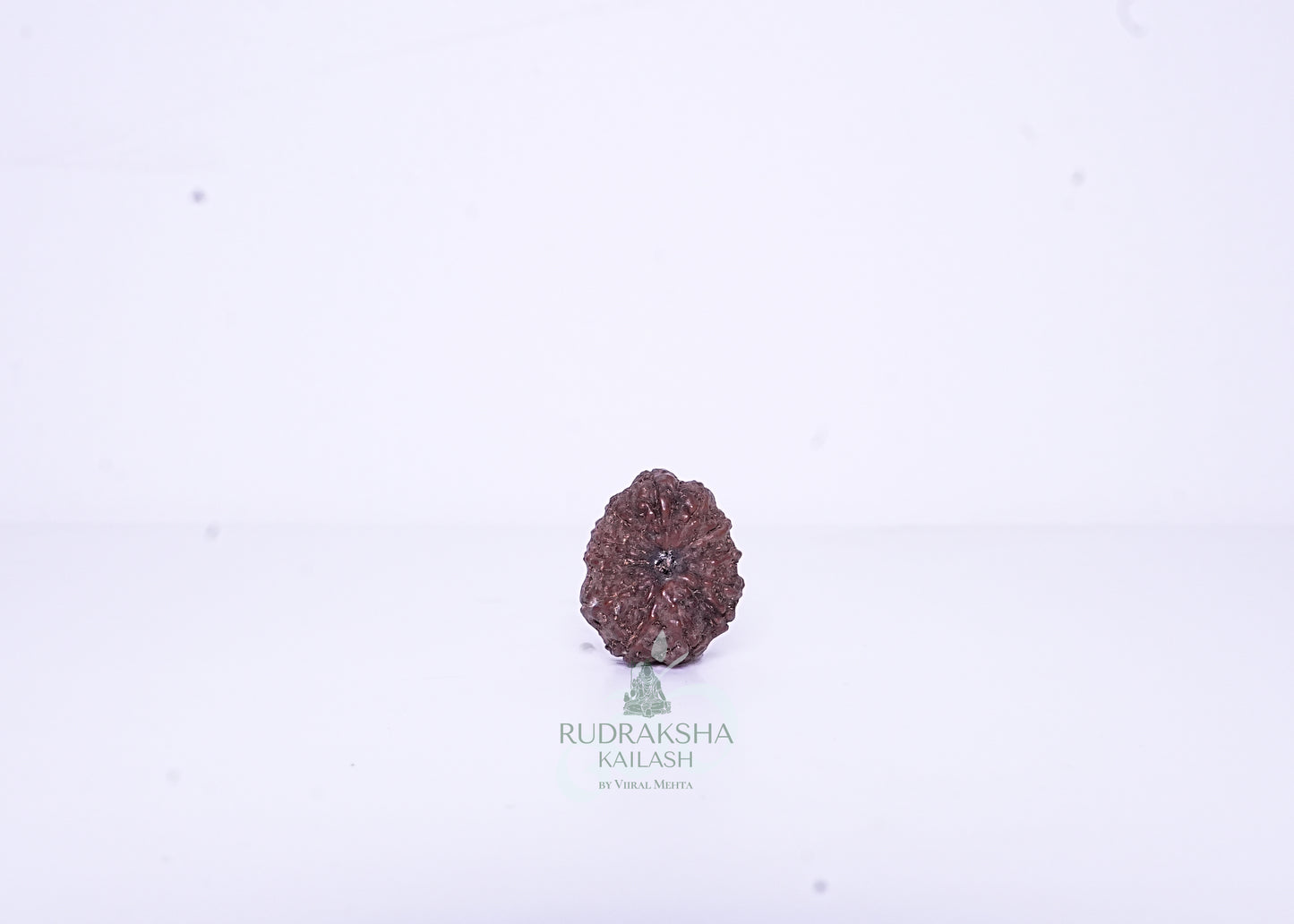 12 Mukhi Indonesian Rudraksha - 1202