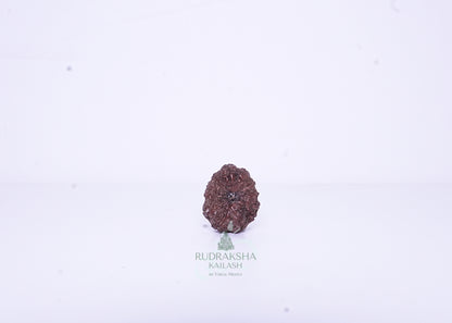 12 Mukhi Indonesian Rudraksha - 1202