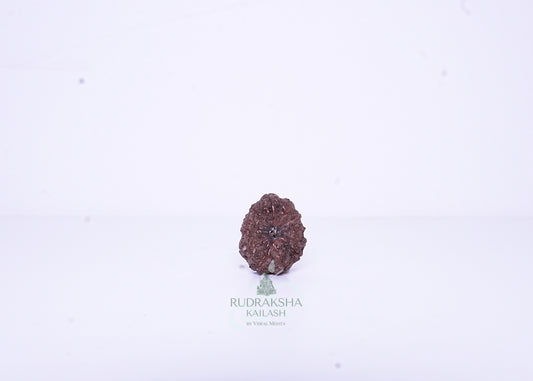 12 Mukhi Indonesian Rudraksha - 1202