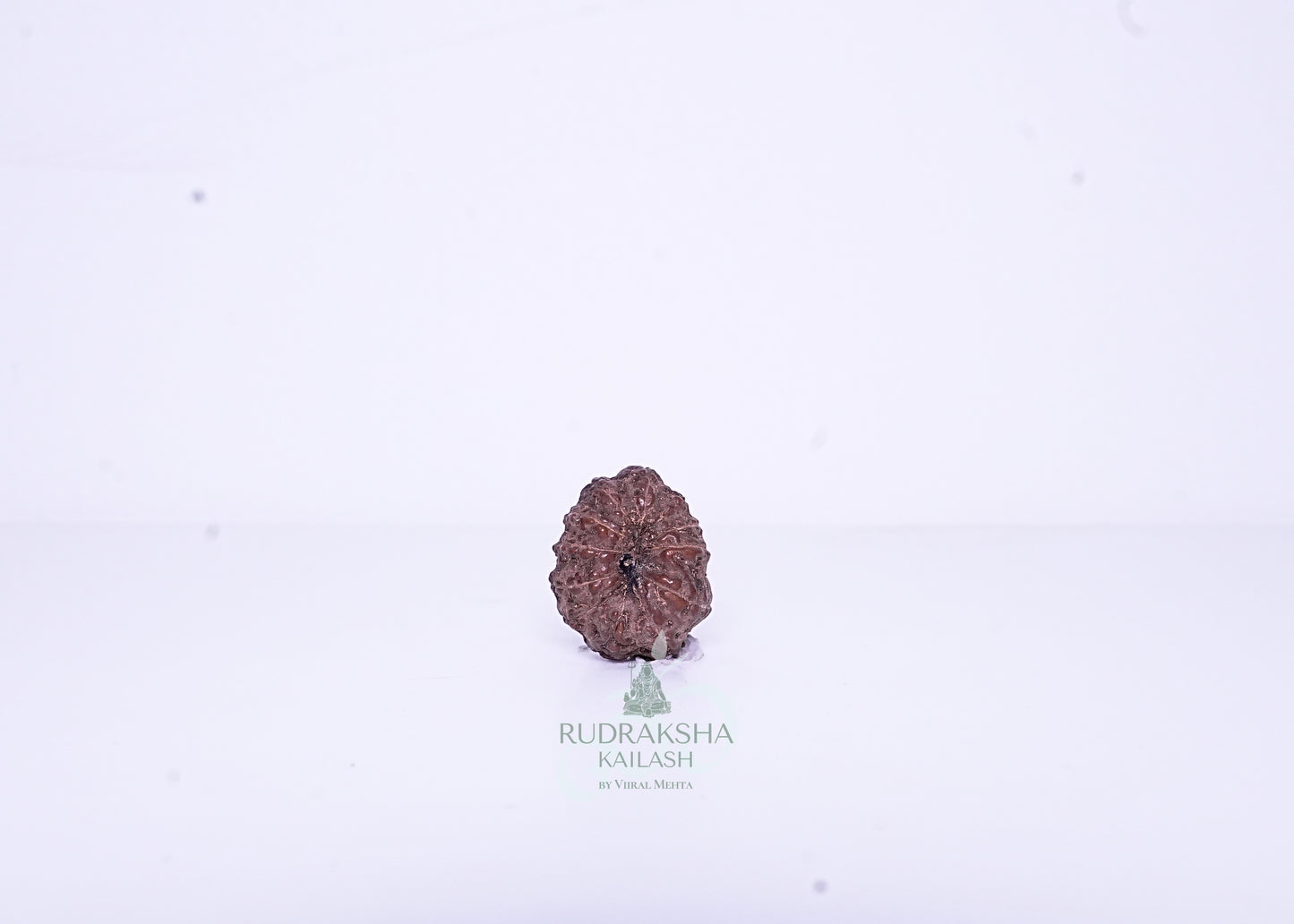 12 Mukhi Indonesian Rudraksha - 1202