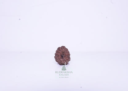 12 Mukhi Indonesian Rudraksha - 1202