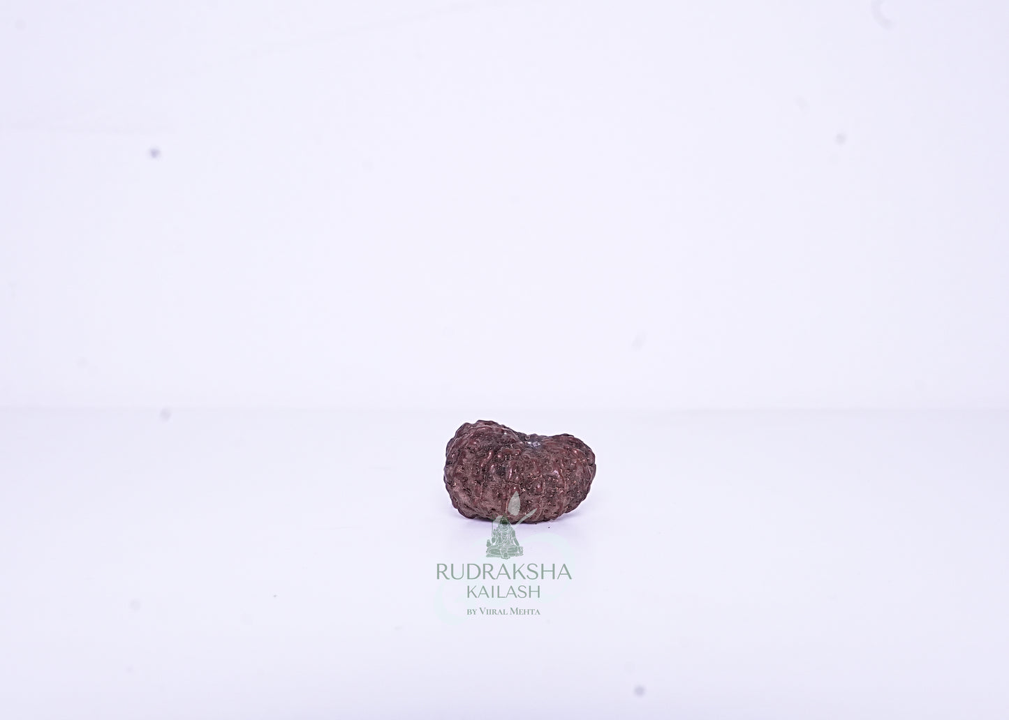 12 Mukhi Indonesian Rudraksha - 1202