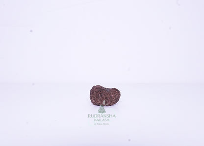 12 Mukhi Indonesian Rudraksha - 1202