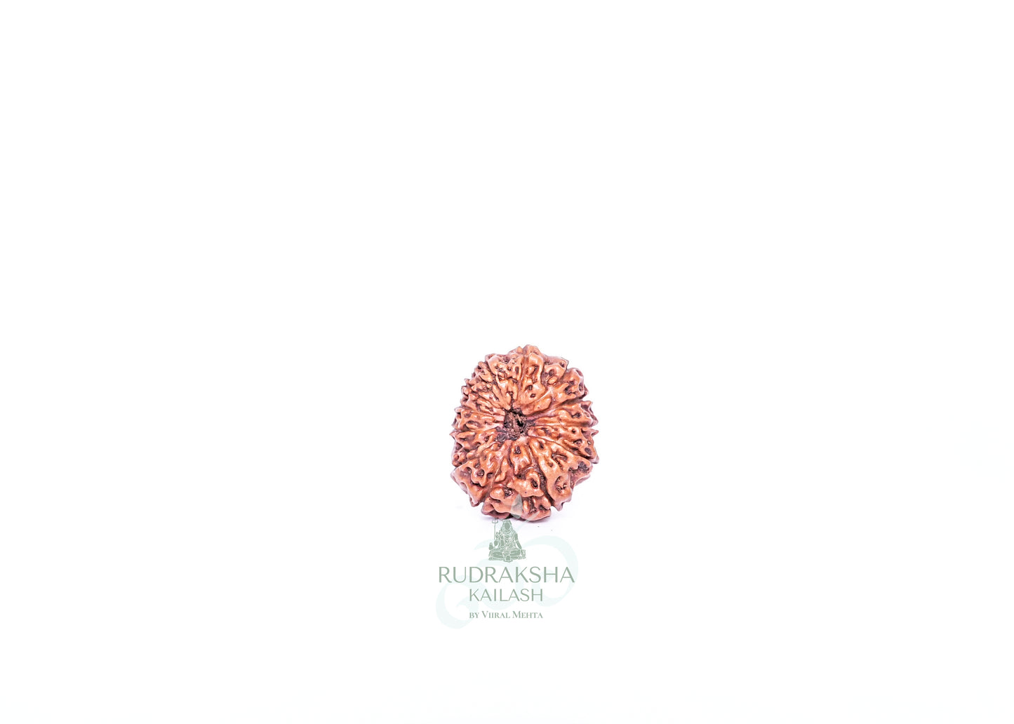 12 Mukhi Indonesian Rudraksha - 1203