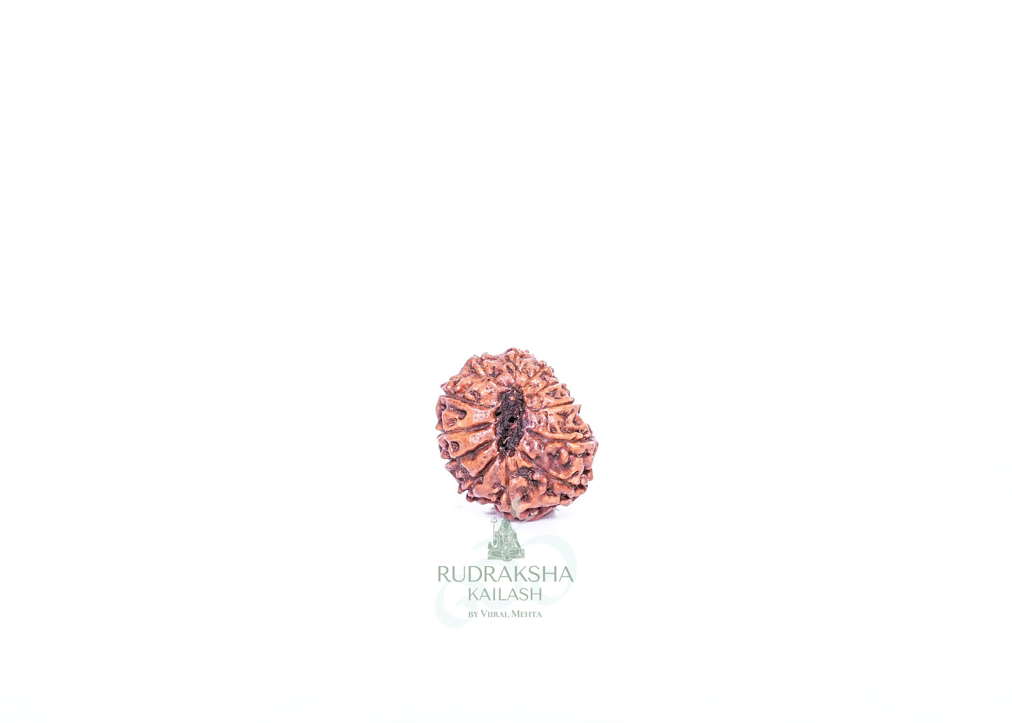 12 Mukhi Indonesian Rudraksha - 1203