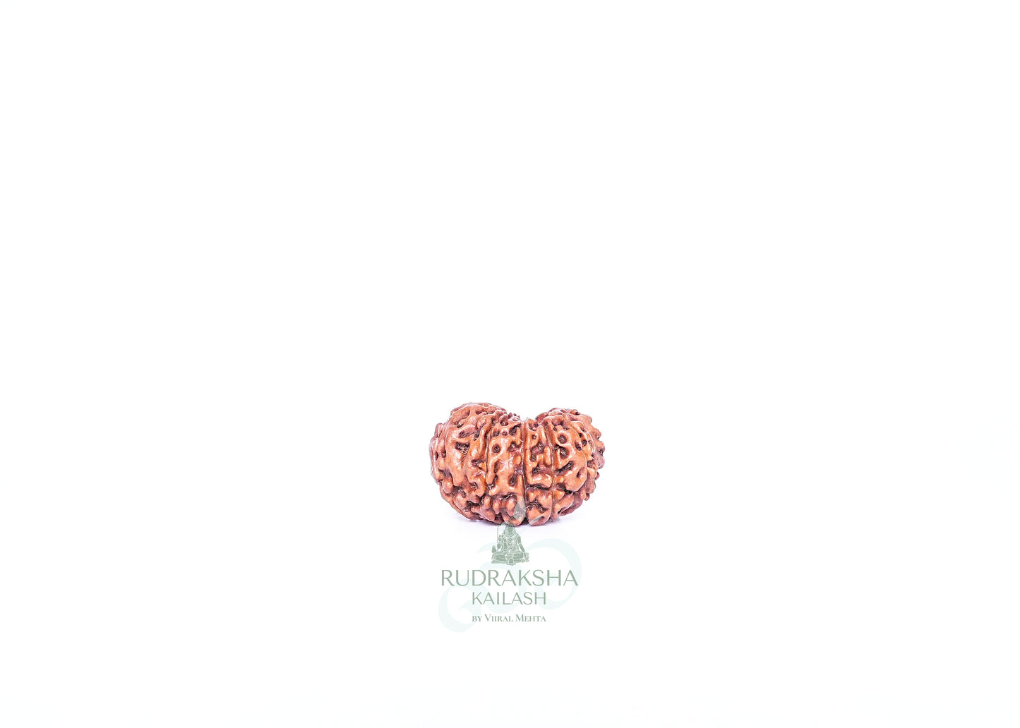12 Mukhi Indonesian Rudraksha - 1203